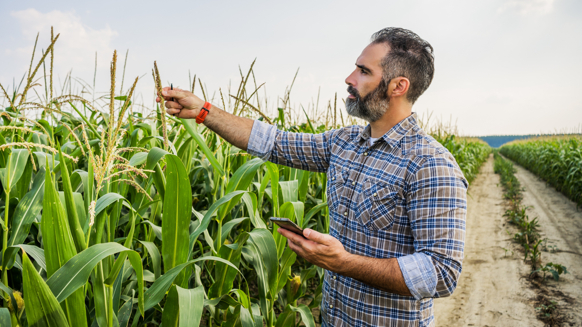 agricultor trabalhando na plantação representando a transformação digital no agronegócio